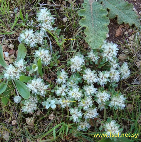 Paronychia argentea Lam.